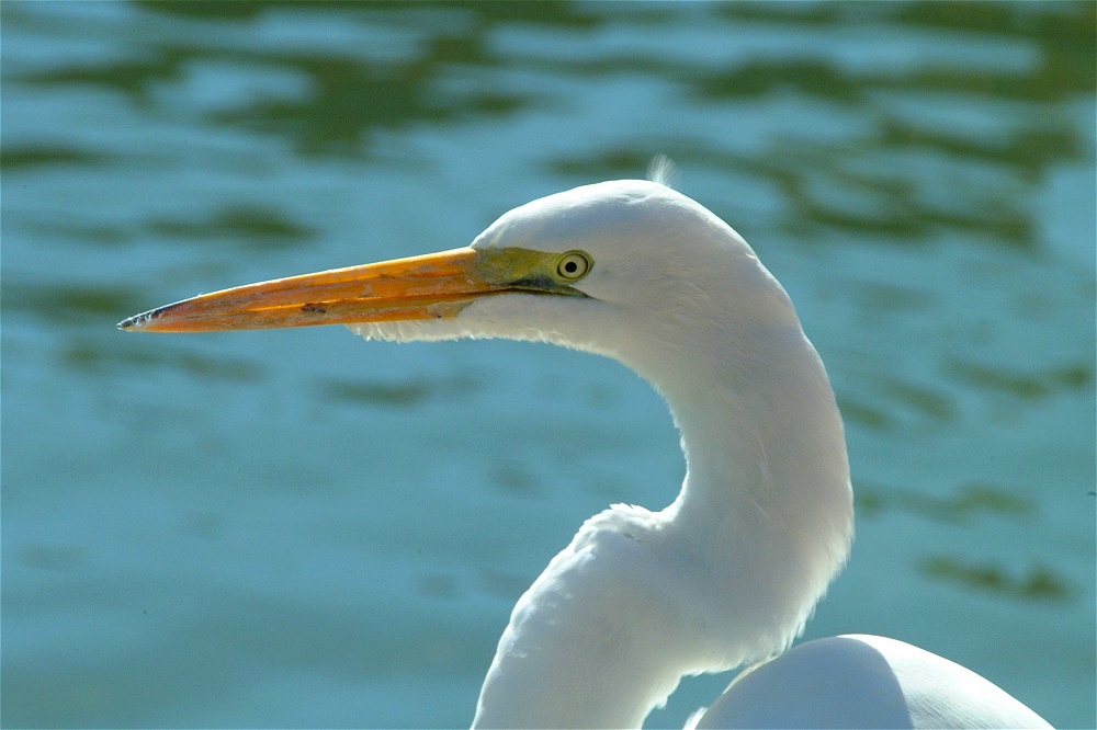 (48) Dscf1870.jpg   (1000x666)   196 Kb                                    Click to display next picture