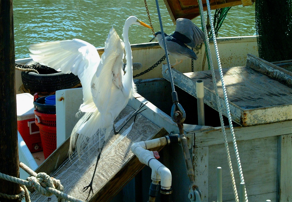 (51) Dscf1895.jpg   (1000x693)   345 Kb                                    Click to display next picture