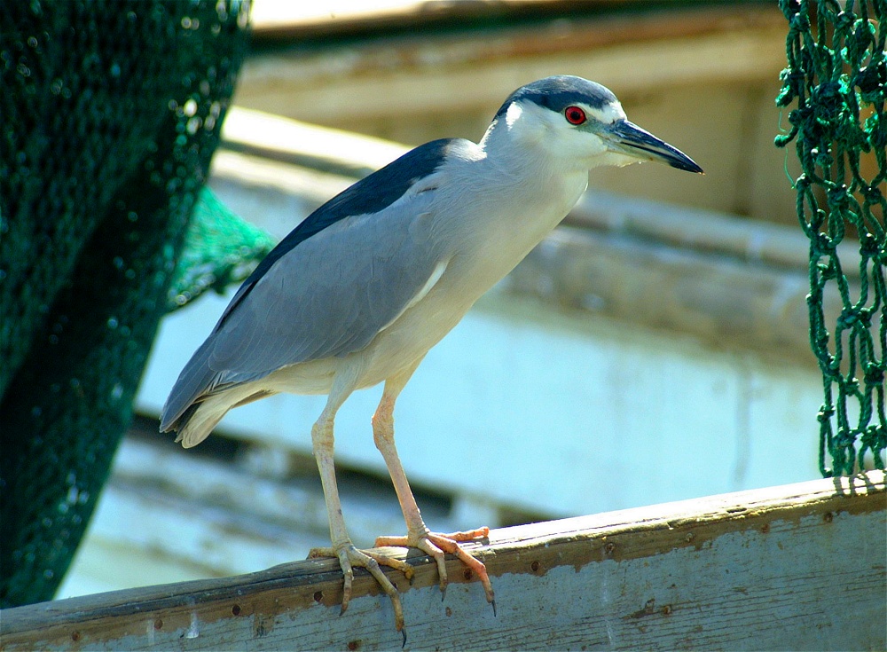 (53) Dscf1897.jpg   (1000x735)   288 Kb                                    Click to display next picture