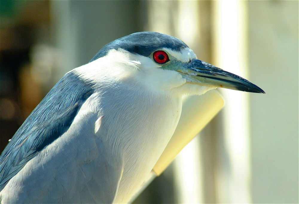 (54) Dscf1912.jpg   (1000x684)   235 Kb                                    Click to display next picture