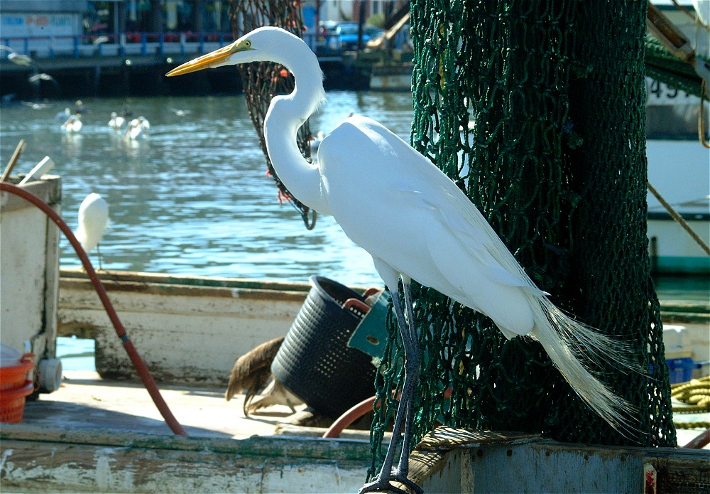 (56) Dscf1909.jpg   (1000x695)   337 Kb                                    Click to display next picture