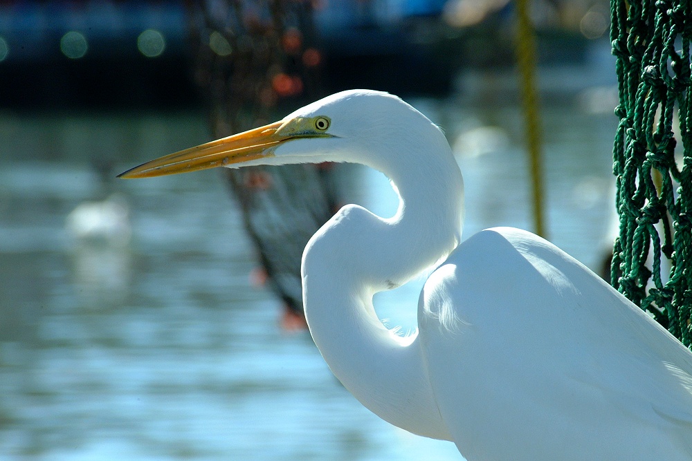 (57) Dscf1913.jpg   (1000x667)   224 Kb                                    Click to display next picture