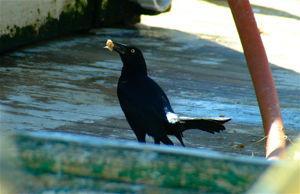 (58) Dscf1903.jpg   (1000x647)   226 Kb                                    Click to display next picture