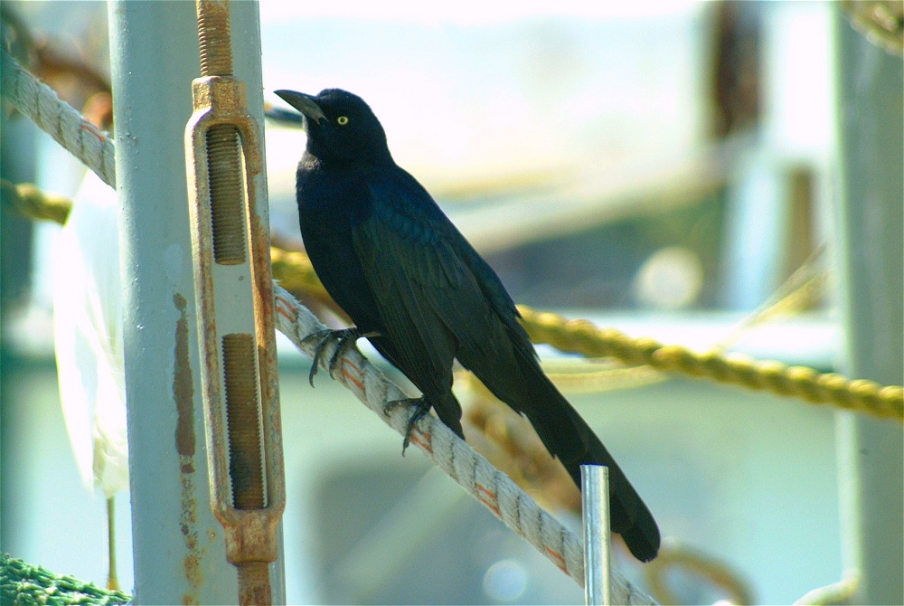 (59) Dscf1911.jpg   (1000x670)   211 Kb                                    Click to display next picture