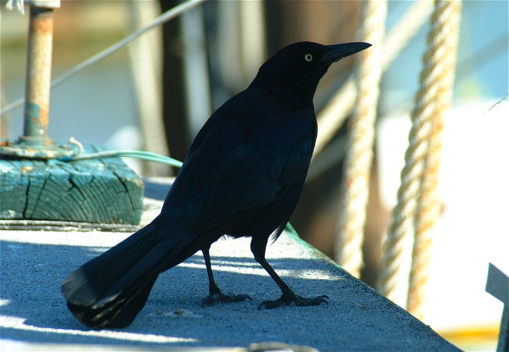 (60) Dscf1918.jpg   (1000x691)   237 Kb                                    Click to display next picture