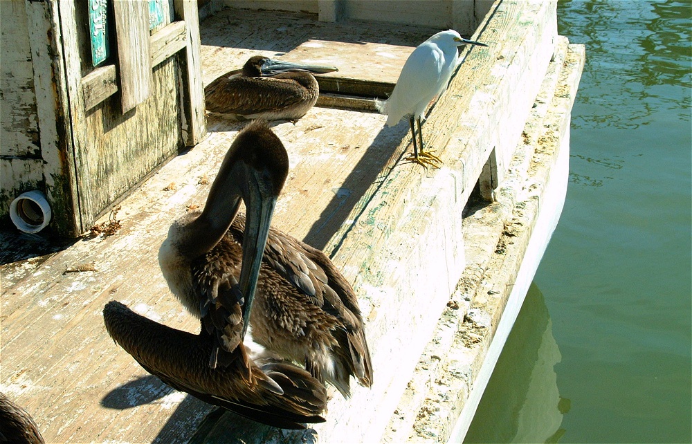 (61) Dscf1919.jpg   (1000x642)   353 Kb                                    Click to display next picture