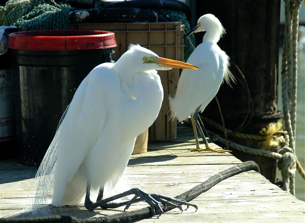 (62) Dscf1922.jpg   (1000x733)   304 Kb                                    Click to display next picture