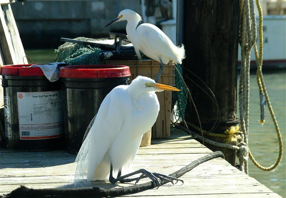 (63) Dscf1925.jpg   (1000x693)   306 Kb                                    Click to display next picture