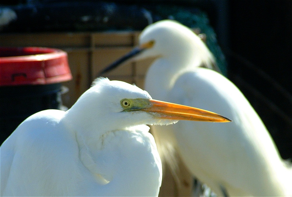 (64) Dscf1923.jpg   (1000x676)   188 Kb                                    Click to display next picture