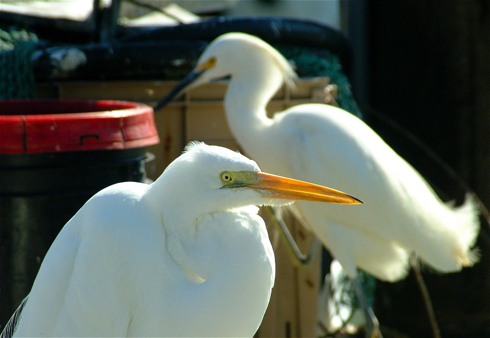 (65) Dscf1924.jpg   (1000x689)   219 Kb                                    Click to display next picture