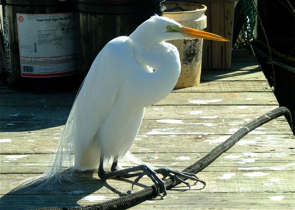 (66) Dscf1927.jpg   (1000x710)   323 Kb                                    Click to display next picture