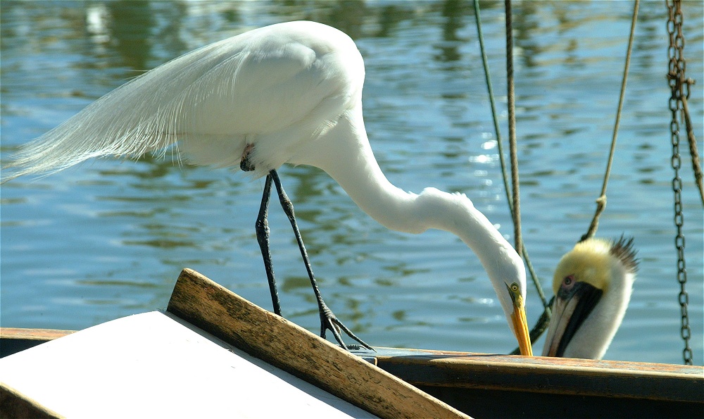 (68) Dscf1930.jpg   (1000x595)   221 Kb                                    Click to display next picture