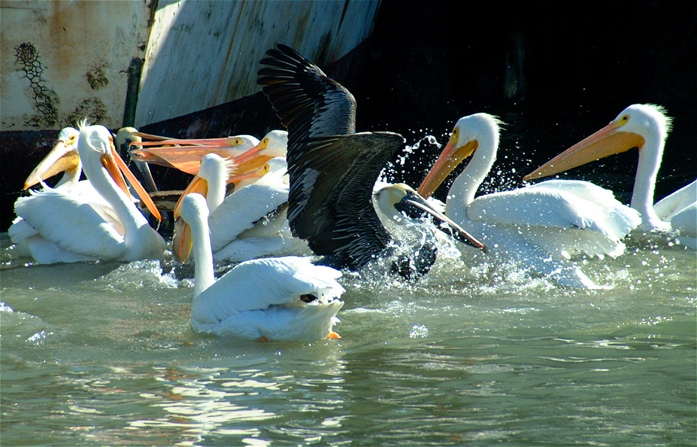 (70) Dscf1935.jpg   (1000x642)   294 Kb                                    Click to display next picture