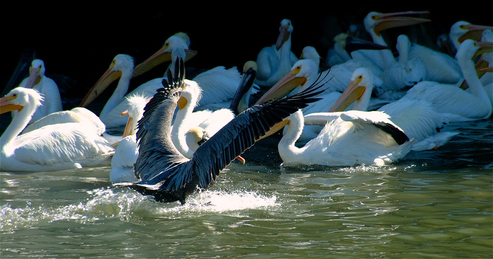 (71) Dscf1936.jpg   (1000x525)   229 Kb                                    Click to display next picture