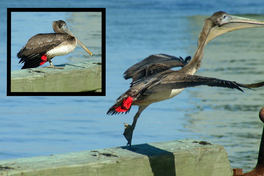 (72) Dscf1939.jpg   (1000x667)   233 Kb                                    Click to display next picture