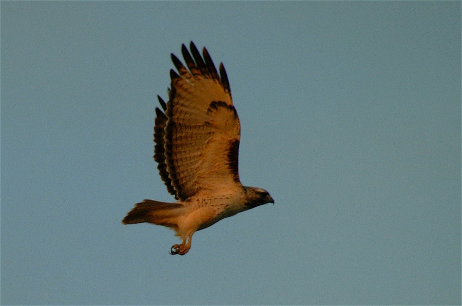 (75) Dscf2000.jpg   (900x596)   142 Kb                                    Click to display next picture