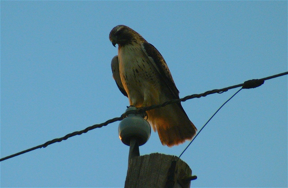 (76) Dscf2006.jpg   (1000x653)   188 Kb                                    Click to display next picture