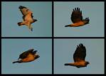 (74) red-tailed hawk montage.jpg    (1000x720)    208 KB                              click to see enlarged picture