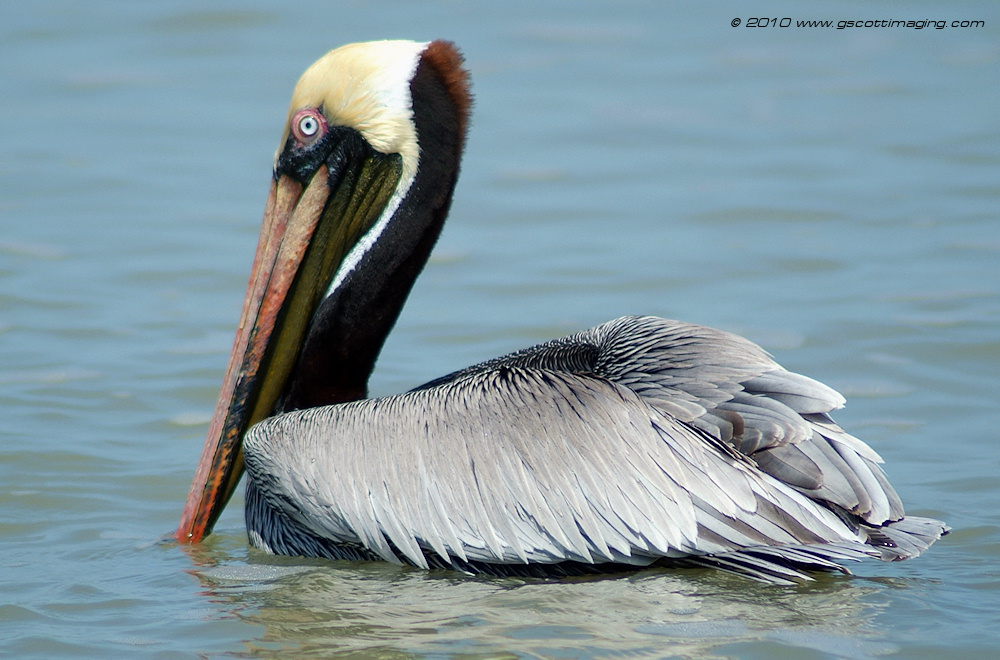 nsbfla027.jpg   (1000x660)   318 Kb                                    Click to display next picture